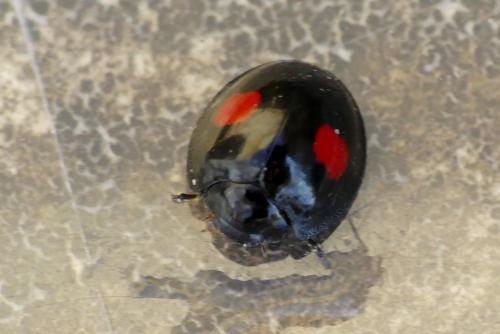 Réf. 277 486 : Chilocorus renipustulatus